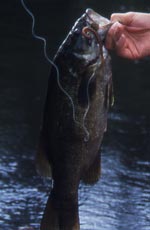 Another smallie falls for a finesse worm - closeup