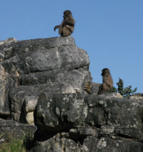 Baboons sitting on boulders near the river