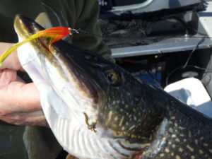 Fly in Pike Mouth
