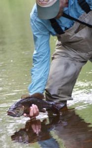 A big smallmouth bass being released