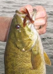 This wary smallmouth could not resist the HiTail's waving tail