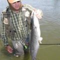 Bonus catch – Sharptoothed Catfish