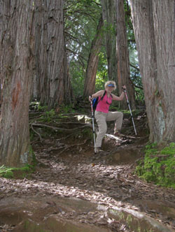 Lyn hiking through paper-bark trees