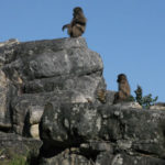 Baboons sitting on boulders near the river